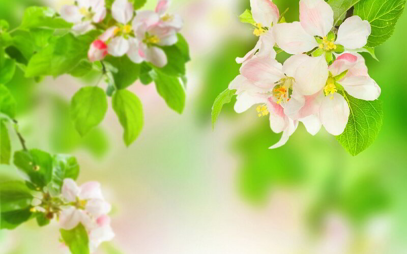Apple Blossoms on Branch — Green, Serene, Spring