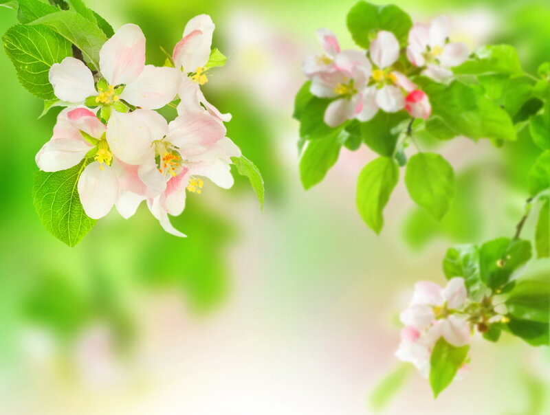 Apple Blossoms on Branch — Green, Serene
