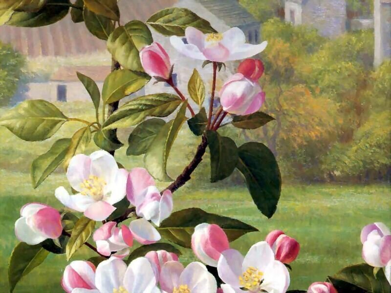 Apple Blossoms on Branch — Green