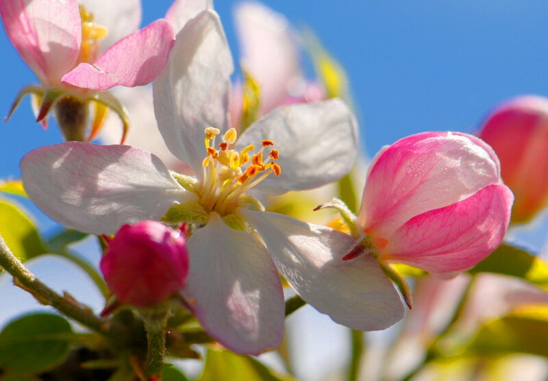 Apple Blossoms on Branch — Pink, Serene, Spring, Photograph, Buds