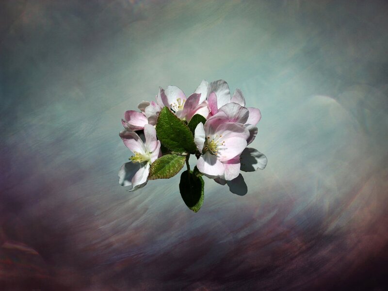 Apple Blossoms on Branch — Pink, Serene, Spring, Photograph, Flowers, Leaves, Background