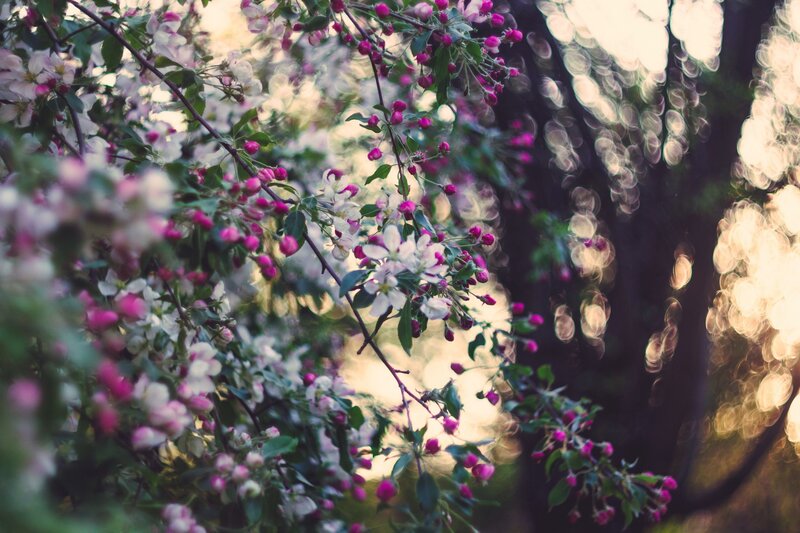 Apple Blossoms on Branch — Pink, Serene, Spring, Photograph, Flowers, Leaves, Sunlight