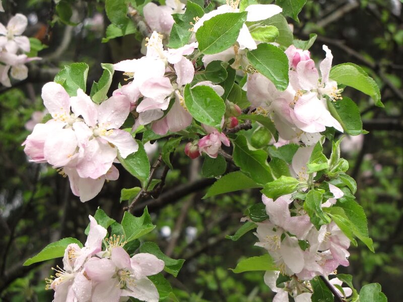 Apple Blossoms on Branch — Pink, Serene, Spring, Photograph, Flowers, Leaves