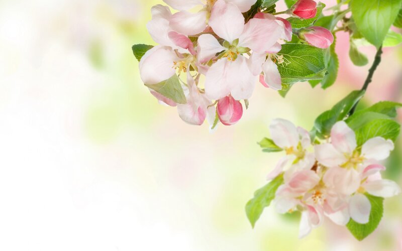 Apple Blossoms on Branch — Pink, Serene, Spring, Photograph, Flowers