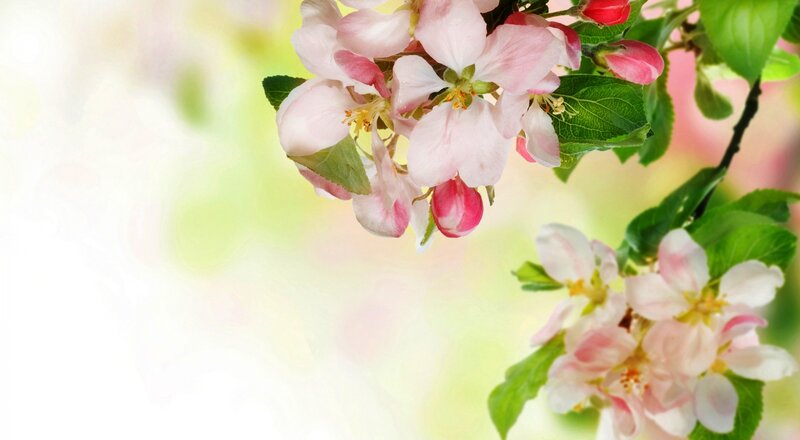 Apple Blossoms on Branch — Pink, Serene, Spring, Photograph