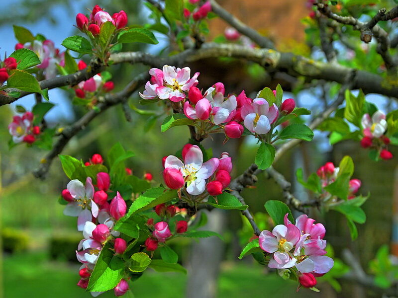 Apple Blossoms on Branch — Pink, Serene, Spring