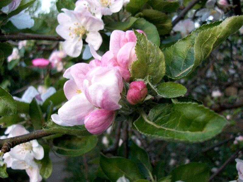 Apple Blossoms on Branch — Pink