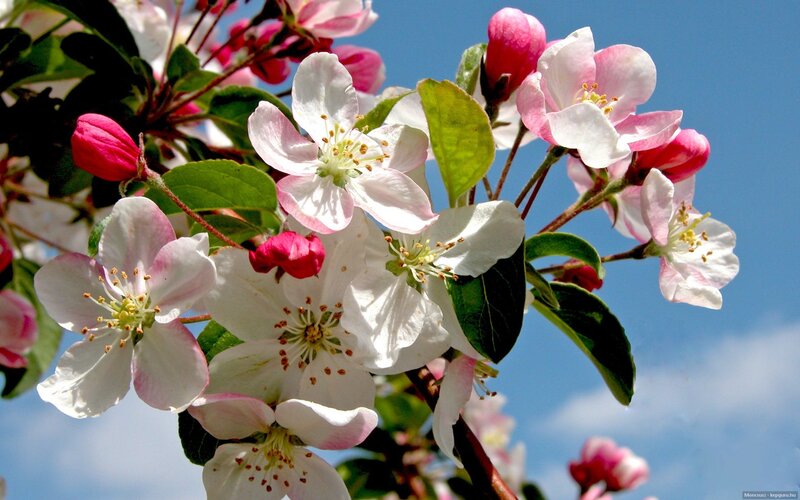 Apple Blossoms on Branch — Serene