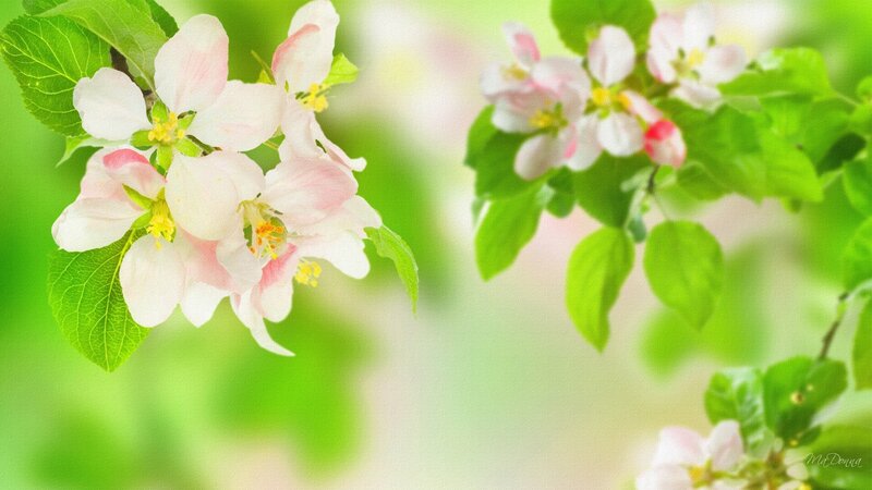 Apple Blossoms on Branch