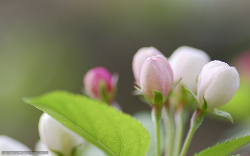 Apple Blossoms on Branch — White, Serene, Spring, Photograph, Buds, Leaf, Stem