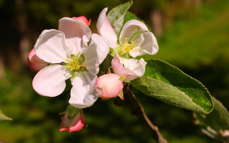 Apple Blossoms on Branch — White, Serene, Spring, Photograph, Buds, Leaf