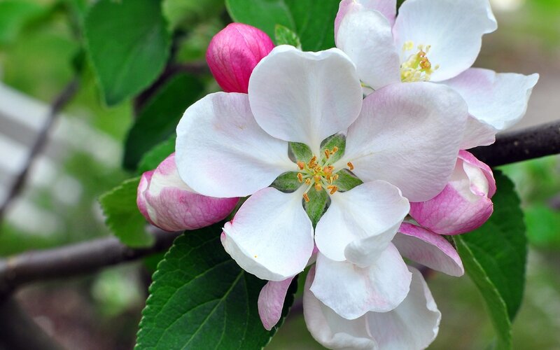 Apple Blossoms on Branch — White, Serene, Spring, Photograph, Buds