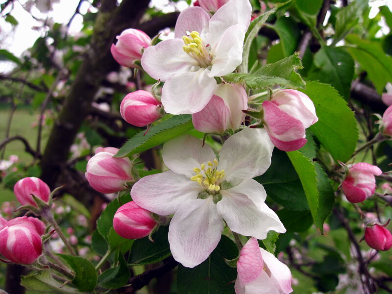 Apple Blossoms on Branch — White, Serene, Spring, Photograph, Flowers, Buds, Leaves