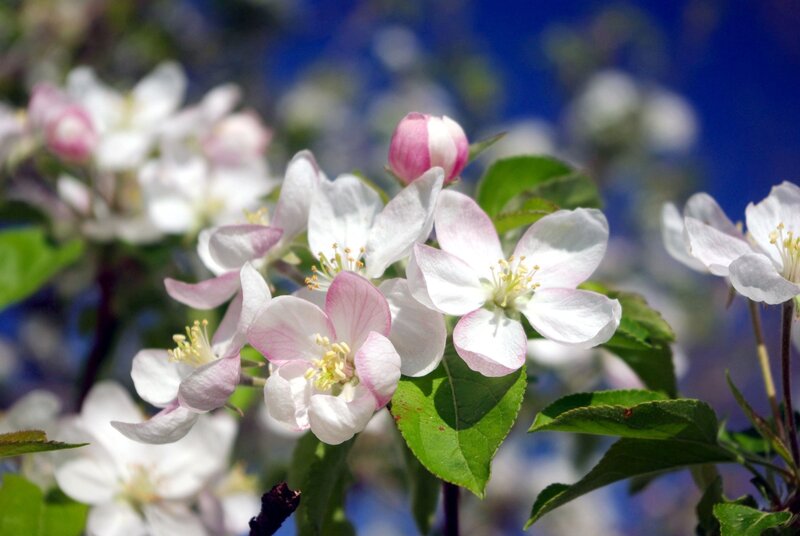 Apple Blossoms on Branch — White, Serene, Spring, Photograph, Flowers, Leaves, Buds, Pink
