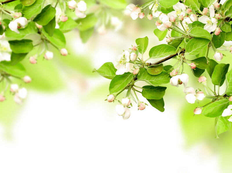 Apple Blossoms on Branch — White, Serene, Spring, Photograph, Flowers, Leaves, Buds