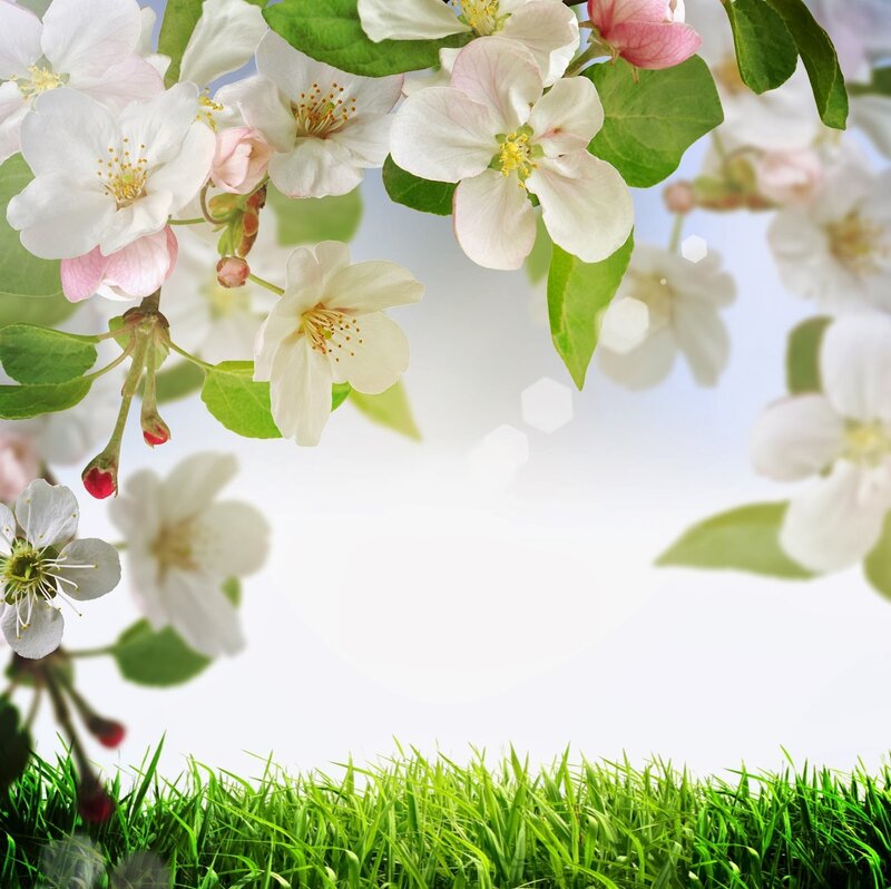 Apple Blossoms on Branch — White, Serene, Spring, Photograph, Flowers, Leaves, Grass