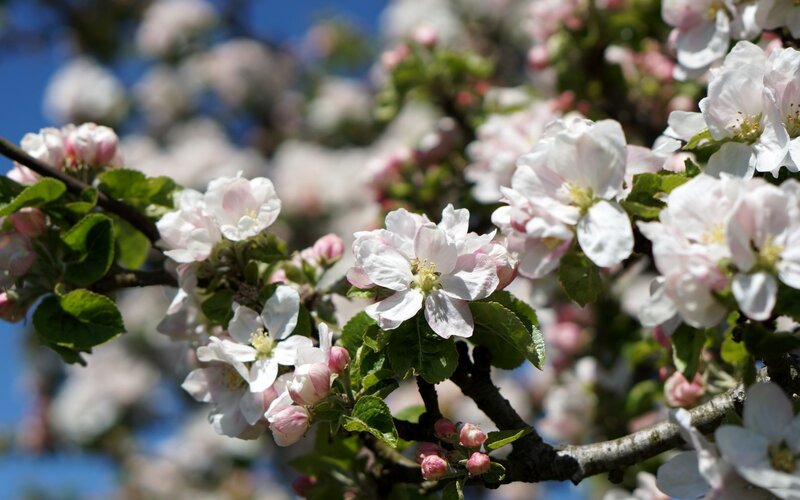Apple Blossoms on Branch — White, Serene, Spring, Photograph, Flowers, Leaves, Green