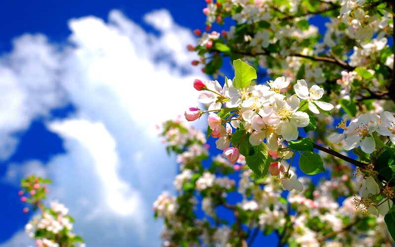 Apple Blossoms on Branch — White, Serene, Spring, Photograph, Flowers, Leaves, Sky