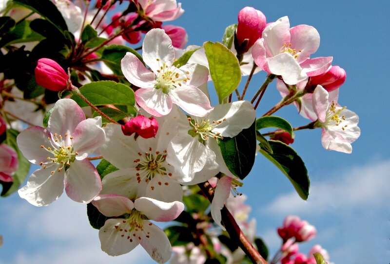 Apple Blossoms on Branch — White, Serene, Spring, Photograph, Flowers, Leaves