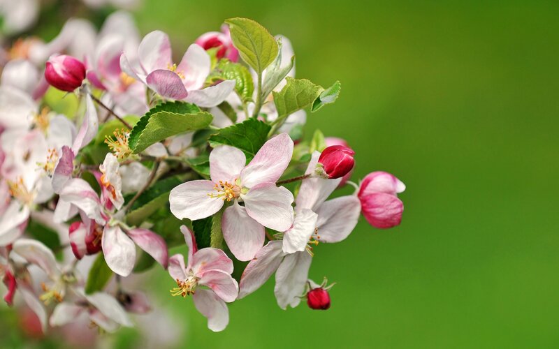 Apple Blossoms on Branch — White, Serene, Spring, Photograph