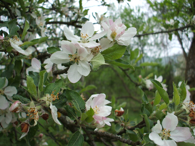 Apple Blossoms on Branch — White, Serene, Spring