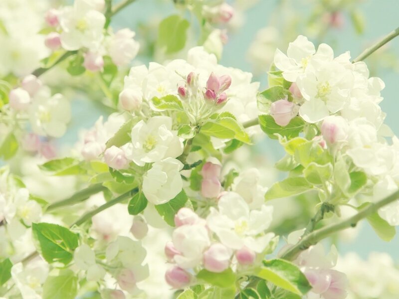 Apple Blossoms on Branch — White, Serene