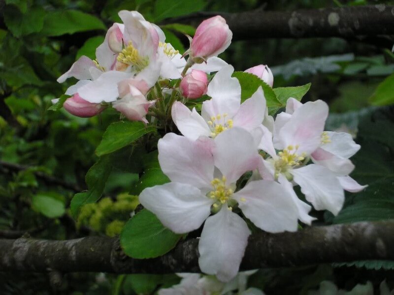 Apple Blossoms on Branch — White