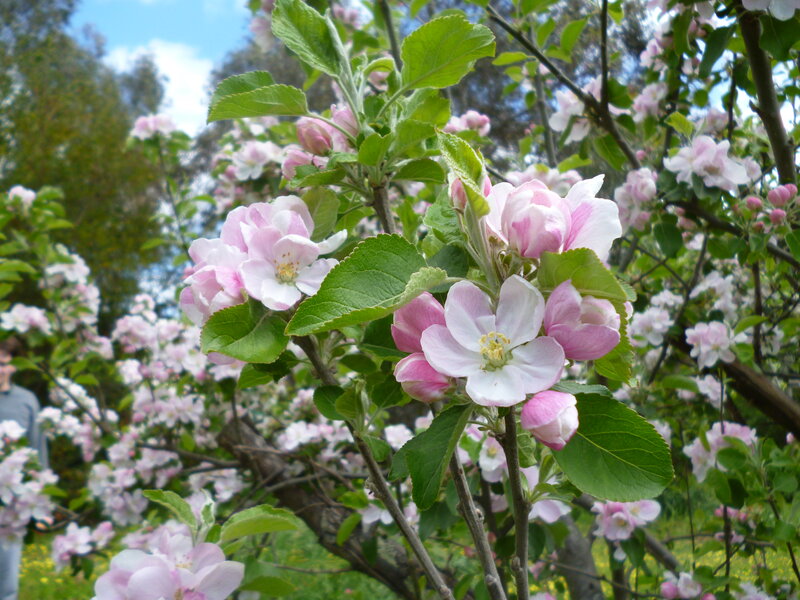 Apple Blossoms on Tree — Pink