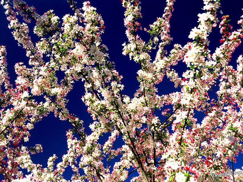 Apple Blossoms on Tree