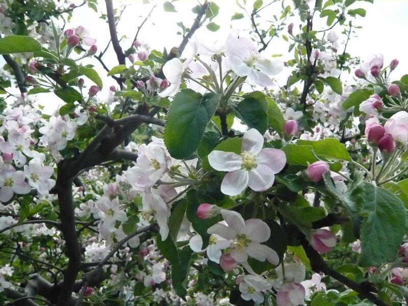 Apple Blossoms on Tree — White, Serene, Spring, Photograph, Flowers