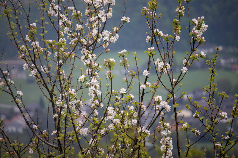 Apple Blossoms on Tree — White, Serene, Spring, Photograph
