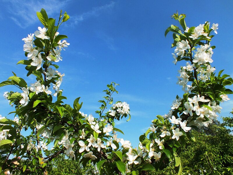 Apple Blossoms on Tree — White, Serene, Spring