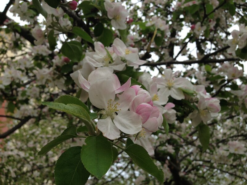 Apple Blossoms on Tree — White, Serene