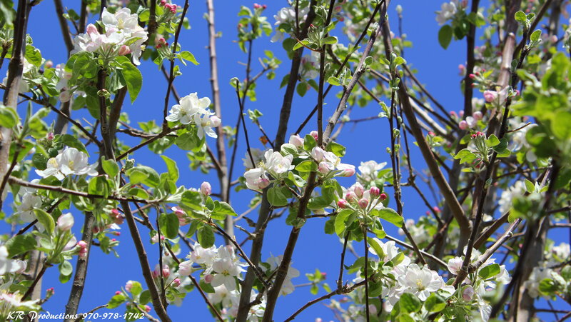 Apple Blossoms on Tree — White