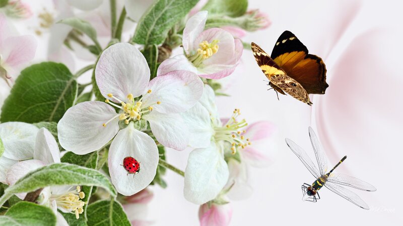Apple Blossoms with Insects