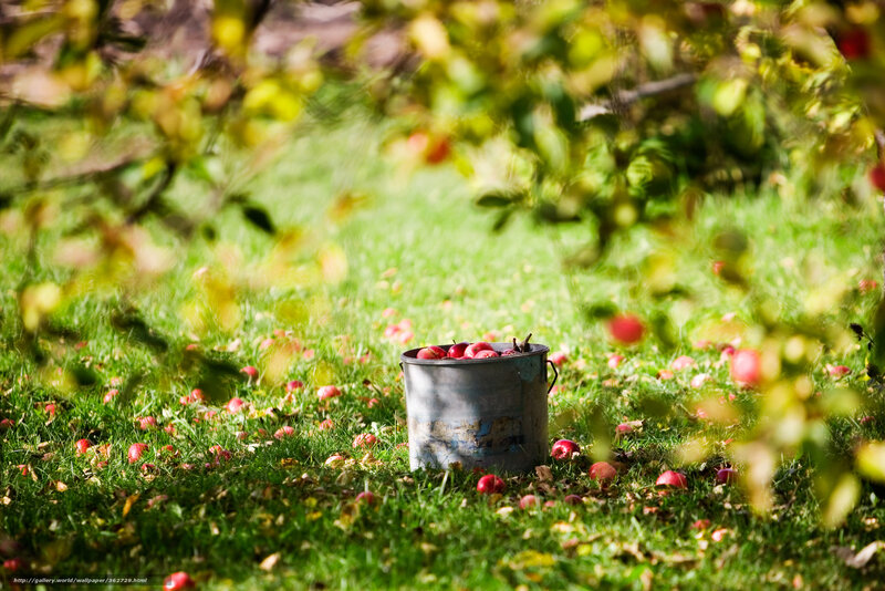 Apple Bucket in Orchard