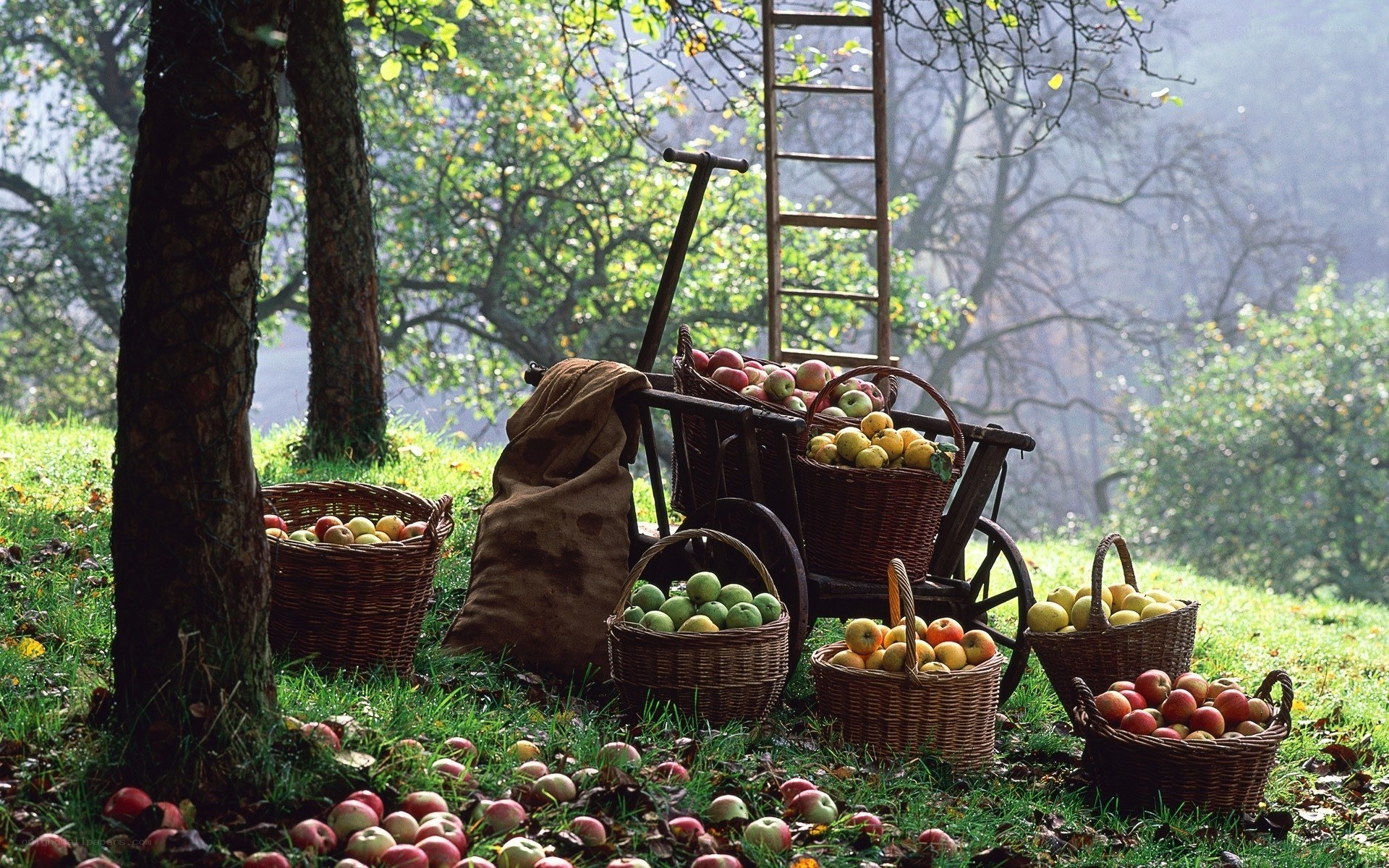 Apple harvest in orchard