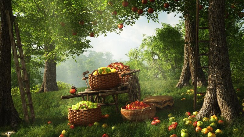 Apple Harvest in Orchard — Green, Serene