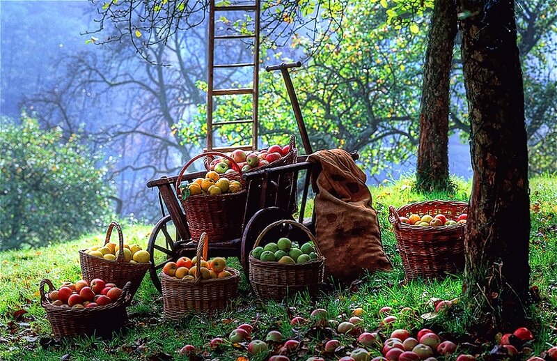 Apple Harvest in Orchard — Green
