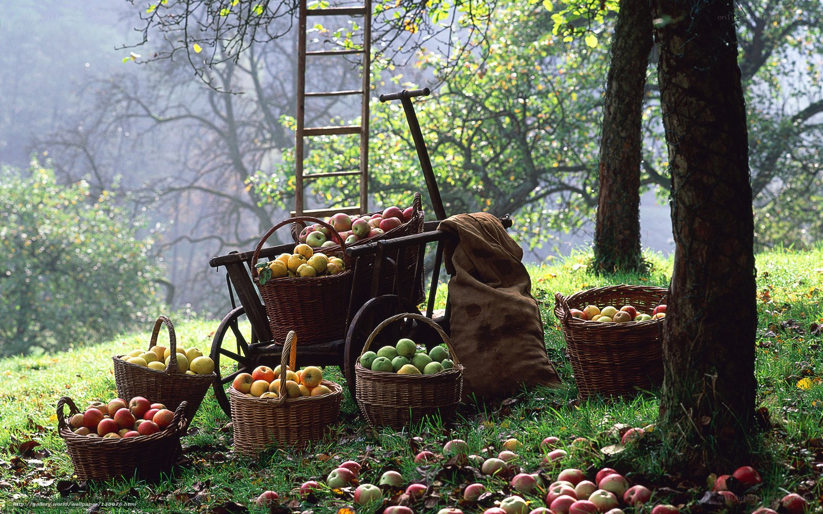 Apple harvest in orchard