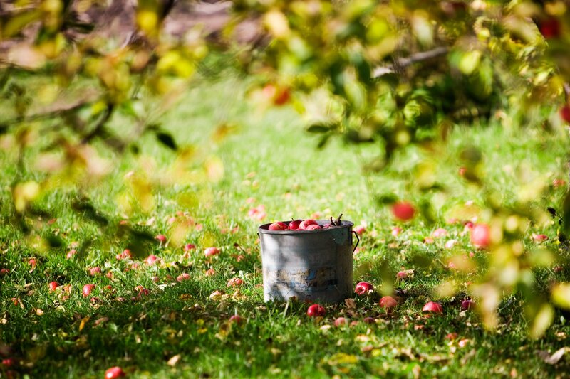 Apple harvest in the orchard