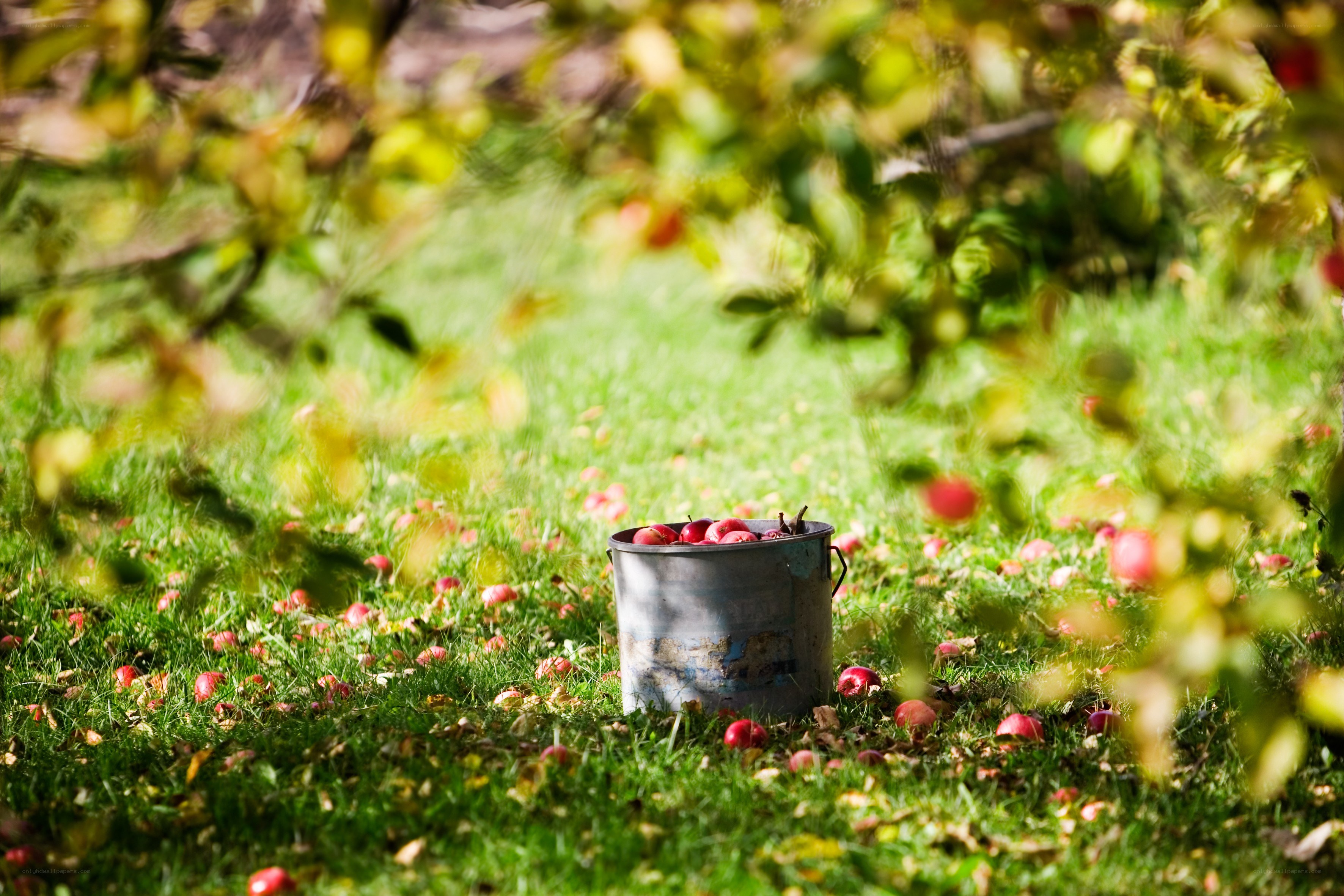 Apple harvest in the orchard