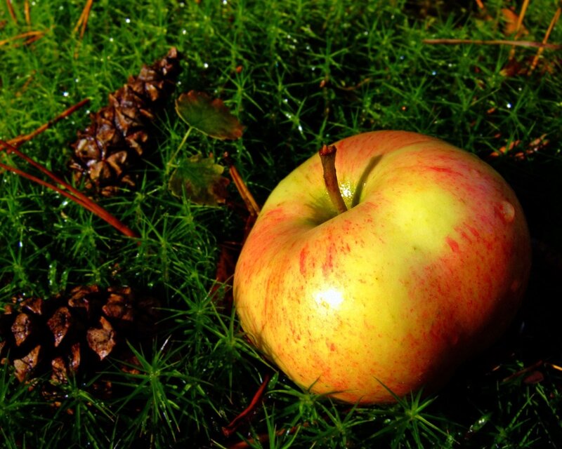 Apple on mossy ground