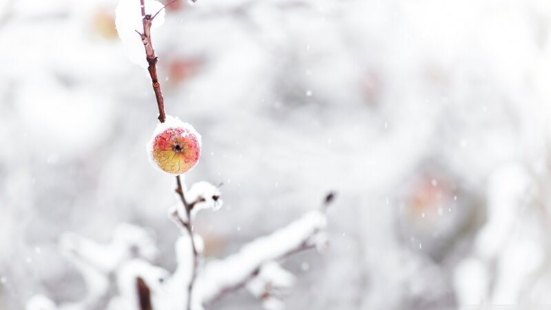 Apple on Snowy Branch — White