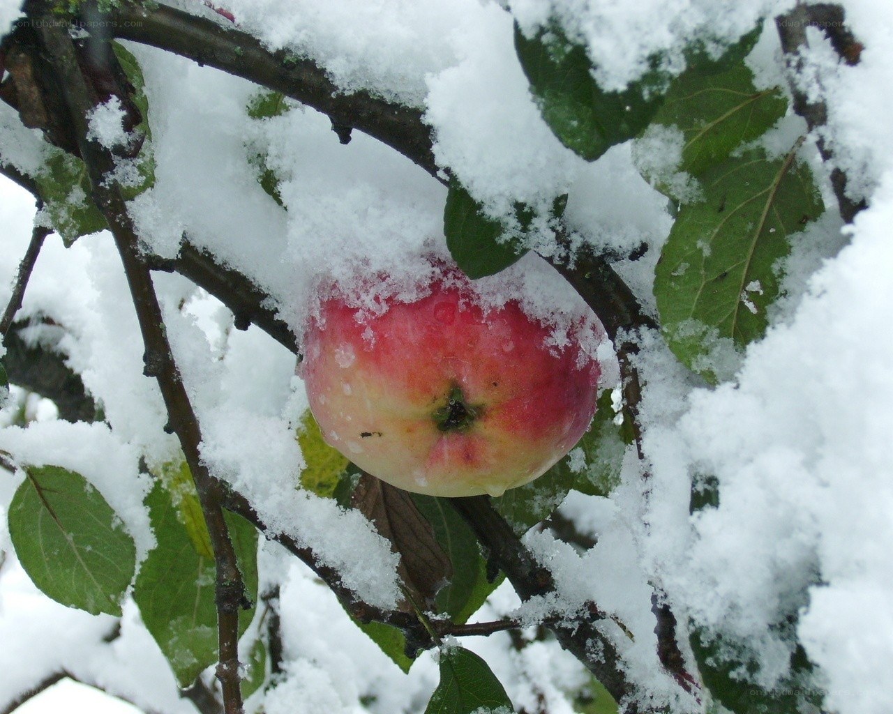 apple on snowy branch