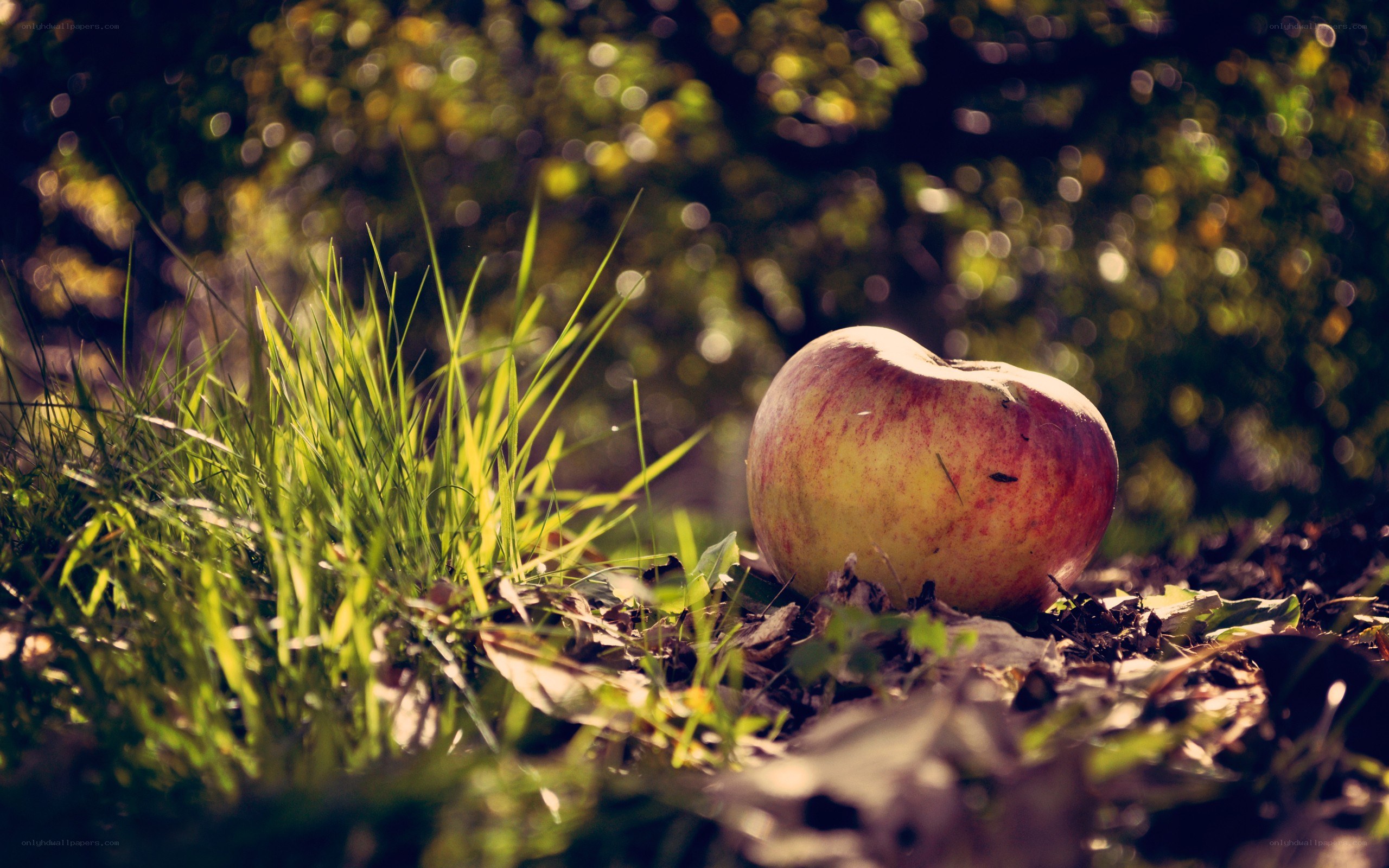 apple on the ground in sunlight