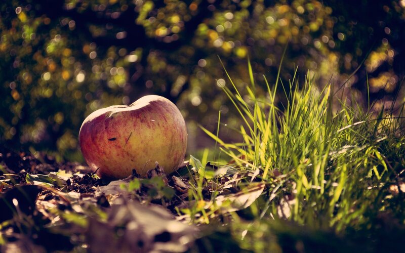 Apple on the Ground