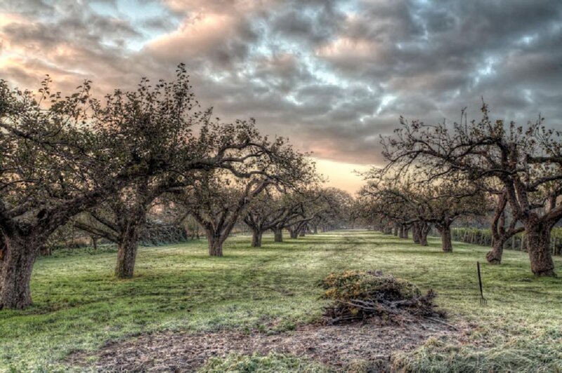 Apple Orchard at Dusk