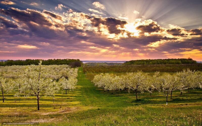 Apple Orchard at Sunset