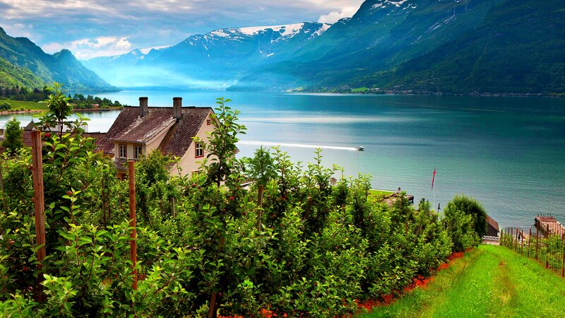 Apple Orchard by Fjord